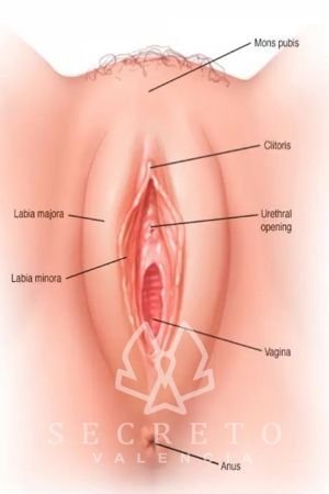 Situadas a cada lado del orificio de la vagina se encuentran dos diminutas y casi inapreciables glándulas que son